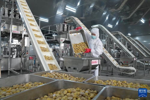 新材料技術驅動河北遵化農產品深加工，助力鄉村振興